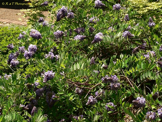 {Wisteria frutescens}